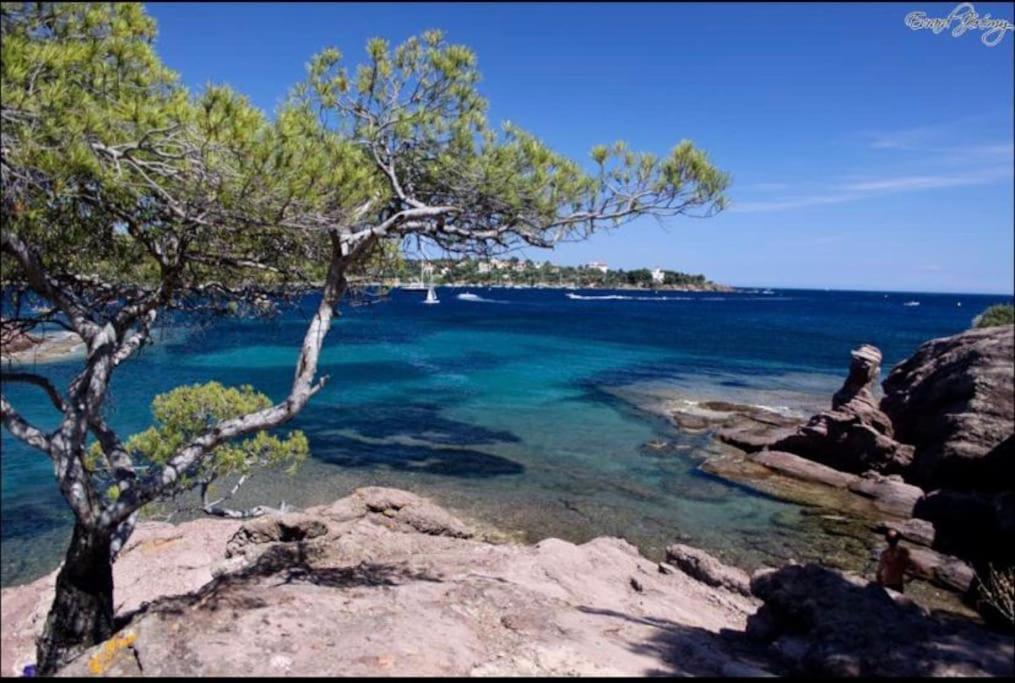 Chaleureux Appartement Face Au Port Sta Lucia, Tout A Pieds, Wifi Saint-Raphaël Eksteriør bilde